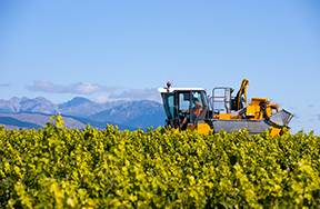 grape harvesting machine